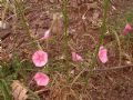 Convolvulus cantabrica